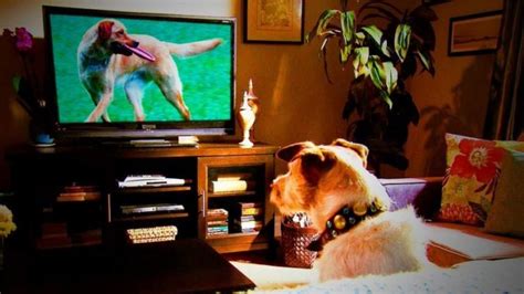 shows that dogs like to watch